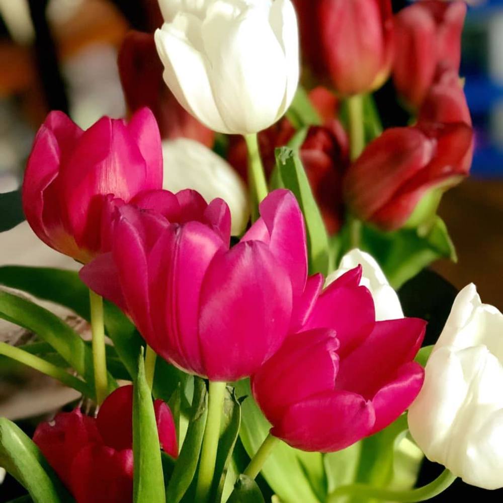 Meet your Posher, Joy